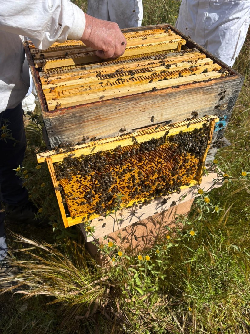 A honeycomb frame from our hives