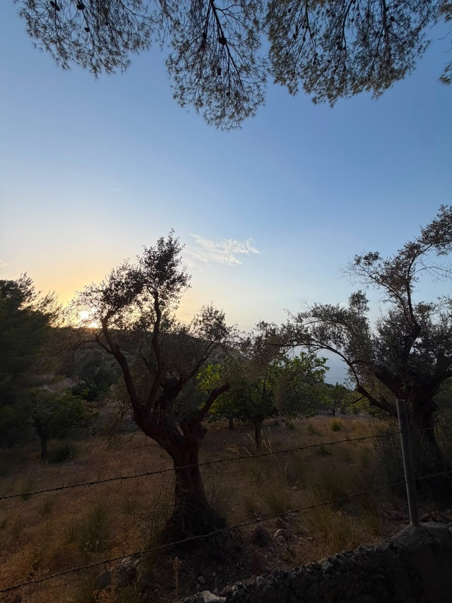 Olive grove at sunset